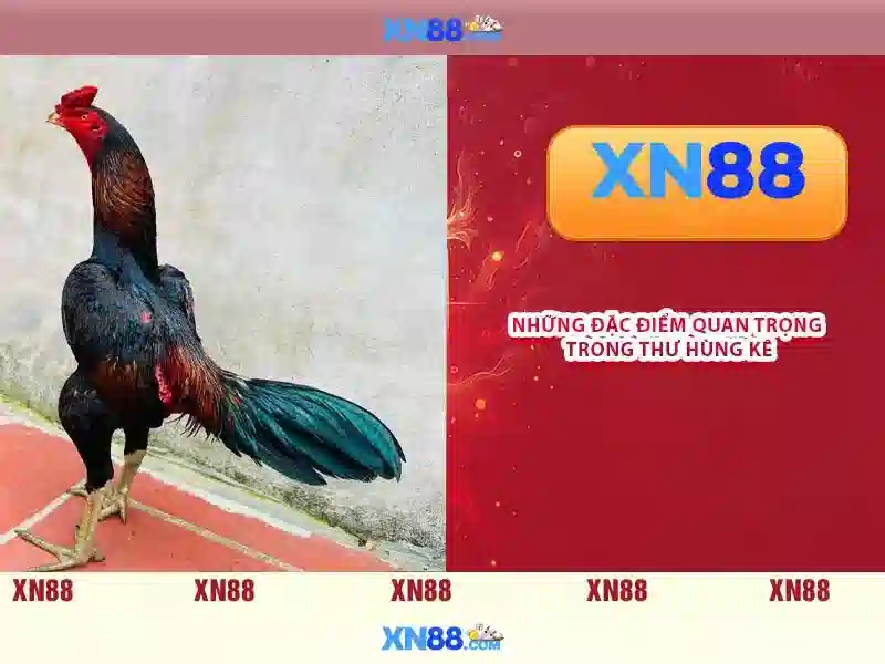 Giới thiệu về xn88\n